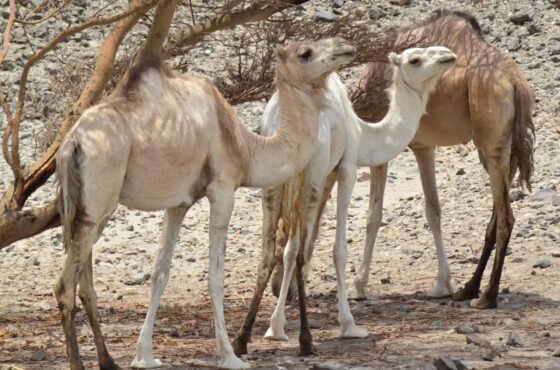 Wadi El Gemal National from Marsa Alam
