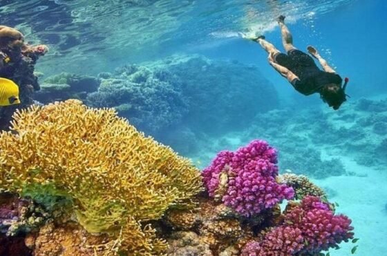 Red Sea Snorkeling Adventure
